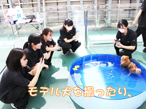 ドッグランでモデル犬とプール♪～２日目～